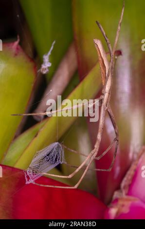 Rufous NET-casting Spider, Deinopsis subrufa, con NET, Malanda, Australia. Foto Stock