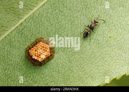 Una vespa Eupelmide femmina (Anastatus sp.) Su una foglia con un Assassin Bug (Zelus sp.) massa d'uovo. Anastus sp. Sono noti per parassitare le uova di Hemiptera. Foto Stock