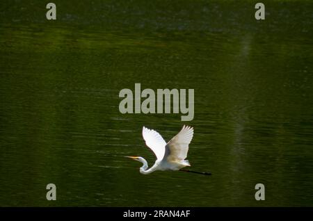 Eastern Great Egret, Ardea alba modesta, in volo, Hasties Swamp, Australia. Foto Stock