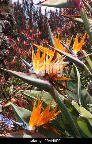 Fiori dell'uccello del paradiso pianta nei Giardini tropicali di Monte, Funchal, Madeira, Portogallo Foto Stock