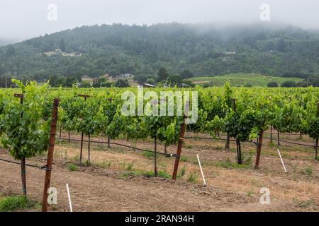 Vigneto e uva destinati alla produzione di vino nella contea di Sonoma, California. Un importante centro per la viticoltura in Nord America. Foto Stock