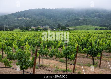 Vigneto e uva destinati alla produzione di vino nella contea di Sonoma, California. Un importante centro per la viticoltura in Nord America. Foto Stock