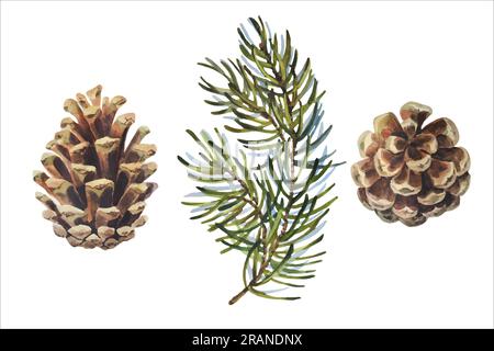 Illustrazioni vettoriali ad acquerello, rami di pino con pignoni. Set disegnato a mano con foglie e coni di abete rosso Illustrazione Vettoriale