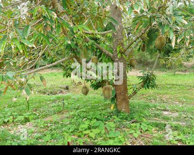 Durian frutto su albero in un'area agricola tropicale, frutta puzzolente con delizioso gusto in Thailandia Foto Stock