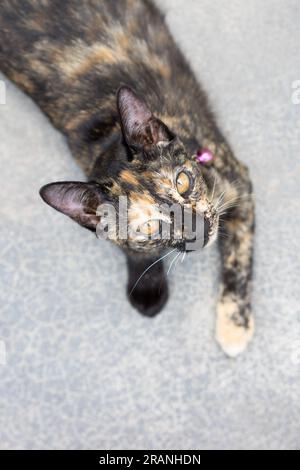 Grazioso gatto tabby che guarda verso la fotocamera da un'angolazione elevata su uno sfondo stradale di cemento Foto Stock