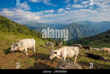 Bocca di Margosio, Bielmonte, biella, Piemonte, Italia, Strada panoramica Zegna Foto Stock