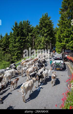 Transumanza sulla strada panoramica Zegna, località Bielmonte, biella, Piemonte, Italia Foto Stock