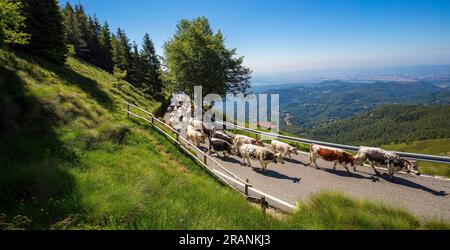 Transumanza sulla strada panoramica Zegna, località Bielmonte, biella, Piemonte, Italia Foto Stock