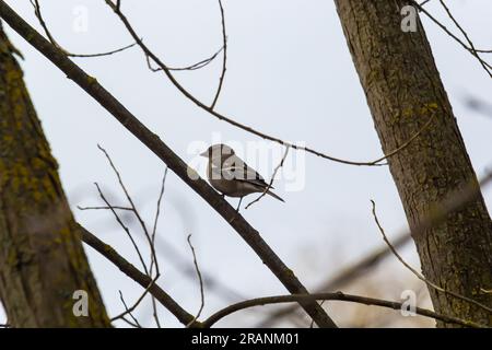 Il chaffinch comune siede su un albero. Bellissimo songbird comune chaffinch nella fauna selvatica. Il chaffinch comune o semplicemente il chaffinch, nome latino Fringilla c Foto Stock