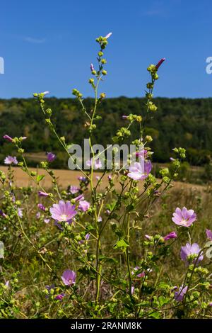 Malva thuringiaca Lavatera thuringiaca è una specie di pianta della famiglia Malvaceae. Foto Stock
