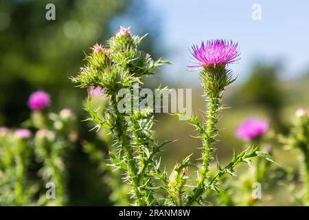 Beato cardo di latte fiori rosa, primo piano. Silybum marianum pianta rimedio a base di erbe. Fiori rosa Thistle di Santa Maria. Marian Scotch Thistle rosa bloo Foto Stock