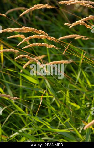 Anthoxantum odoratum dorate spikelets in un campo estivo agosto. Foto Stock