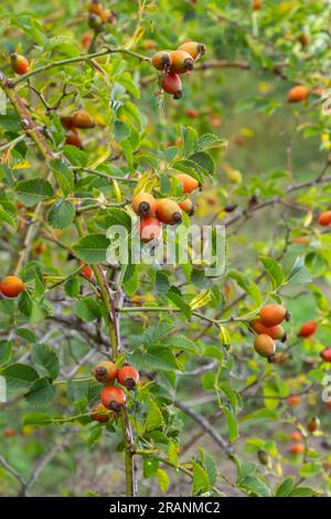 Rosa canina è una pianta perenne della famiglia delle rose, un alto cespuglio con rami arcuati pendenti coperti da forti spine uncinate. Vitamina, medicinale Foto Stock