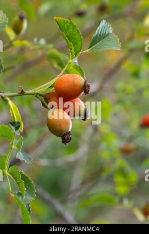 Rosa canina è una pianta perenne della famiglia delle rose, un alto cespuglio con rami arcuati pendenti coperti da forti spine uncinate. Vitamina, medicinale Foto Stock