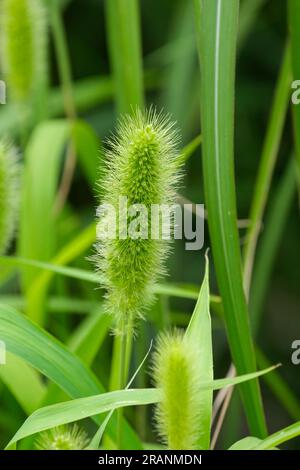 Miglio di coda di fossa, Setaria italica, Panicum italicum, erba annuale coltivata per il cibo umano, teste di semi immature all'inizio dell'estate Foto Stock