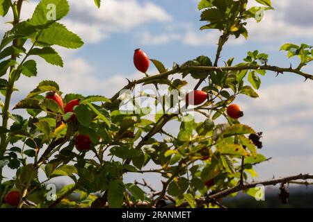 Rosa canina è una pianta perenne della famiglia delle rose, un alto cespuglio con rami arcuati pendenti coperti da forti spine uncinate. Vitamina, medicinale Foto Stock