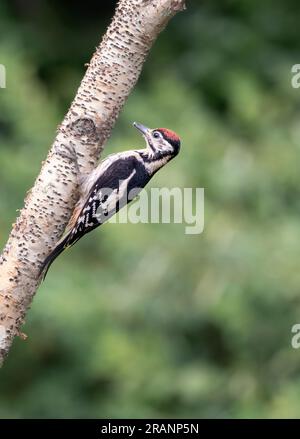 il picchio maculato che giace intorno è fantastico Foto Stock