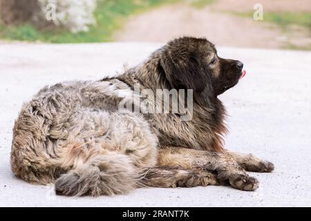 enorme pericoloso cane da guardia primo piano, il pastore caucasico Foto Stock