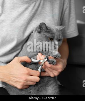 Rifinitura chiodi Cat. Il veterinario taglia le unghie di un gatto di razza britannica. Cura degli animali domestici. La ragazza taglia gli artigli di un gatto grigio primo piano. Un attrezzo per tagli Foto Stock