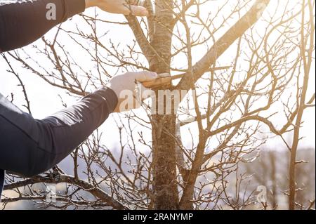 Un giardiniere taglia un grande ramo su una prugna con una sega, lavoro primaverile nel giardino con alberi. Foto Stock