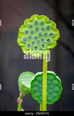 Cialde di semi di loto d'acqua che sembrano occhi di creature aliene Foto Stock