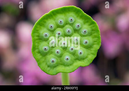 Cialde di semi di loto d'acqua che sembrano occhi di creature aliene Foto Stock