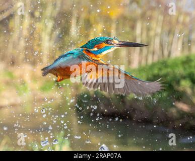 Il kingfisher causa una tempesta di goccioline d'acqua NEL BEDFORDSHIRE, INGHILTERRA, LE IMMAGINI MOZZAFIATO scattate da un dogwalker mostrano un kingfisher che si getta in acqua mentre si trova Foto Stock