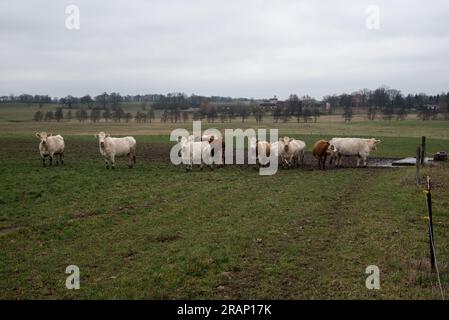 Mucche al pascolo in morene terminali dell'era glaciale nella contea di Uckermark nella Germania nord-orientale vicino a Briesen. Foto Stock