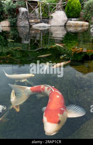 Mini zoo Madeira World of Birds, isola di Madeira Foto Stock