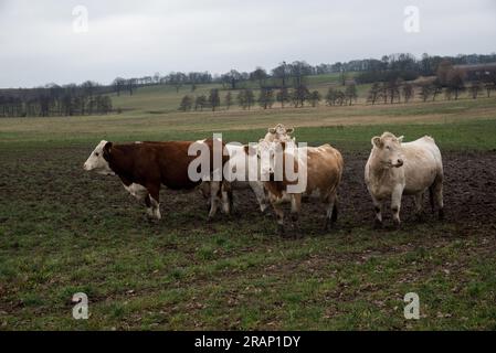 Mucche al pascolo in morene terminali dell'era glaciale nella contea di Uckermark nella Germania nord-orientale vicino a Briesen. Foto Stock