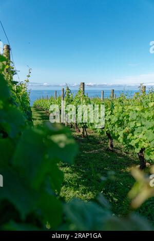 Proprietà vinicola sull'isola di Madeira, Portogallo Foto Stock