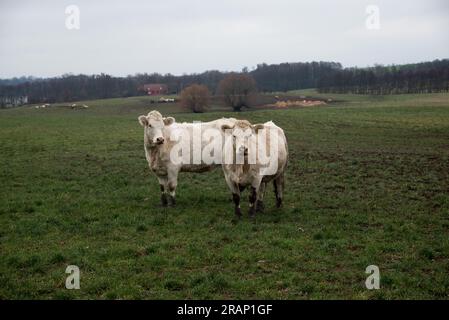 Mucche al pascolo in morene terminali dell'era glaciale nella contea di Uckermark nella Germania nord-orientale vicino a Briesen. Foto Stock