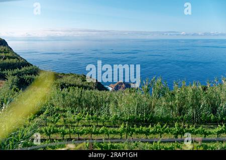 Proprietà vinicola sull'isola di Madeira, Portogallo Foto Stock