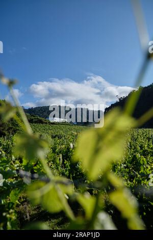 Proprietà vinicola sull'isola di Madeira, Portogallo Foto Stock