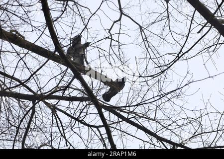 Corvi su un albero, atmosfera da foresta invernale Foto Stock