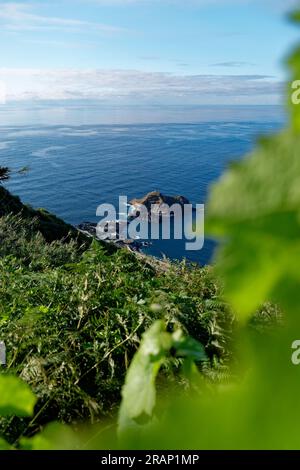 Proprietà vinicola sull'isola di Madeira, Portogallo Foto Stock