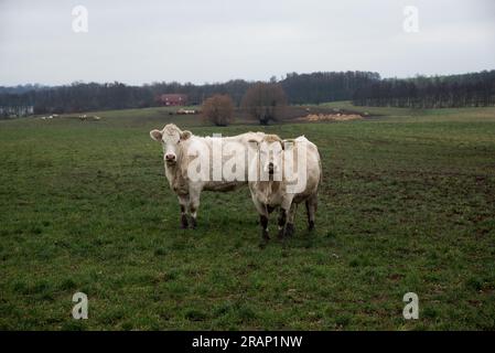 Mucche al pascolo in morene terminali dell'era glaciale nella contea di Uckermark nella Germania nord-orientale vicino a Briesen. Foto Stock