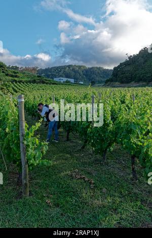 Proprietà vinicola sull'isola di Madeira, Portogallo Foto Stock