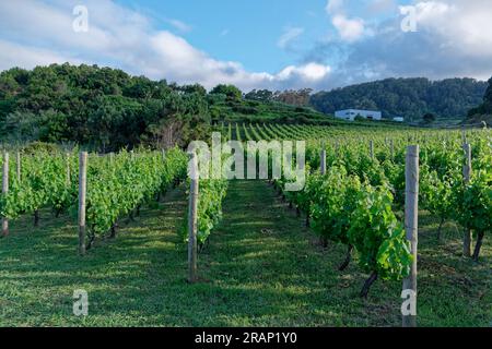 Proprietà vinicola sull'isola di Madeira, Portogallo Foto Stock