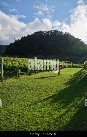 Proprietà vinicola sull'isola di Madeira, Portogallo Foto Stock