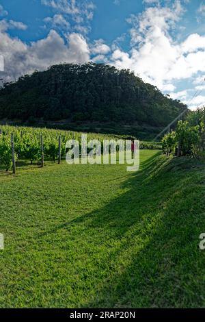 Proprietà vinicola sull'isola di Madeira, Portogallo Foto Stock