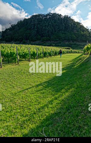 Proprietà vinicola sull'isola di Madeira, Portogallo Foto Stock