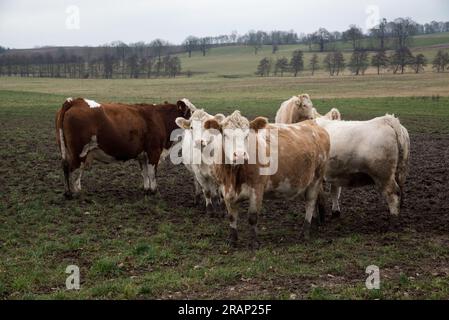 Mucche al pascolo in morene terminali dell'era glaciale nella contea di Uckermark nella Germania nord-orientale vicino a Briesen. Foto Stock