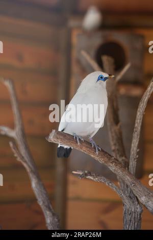 Mini zoo Madeira World of Birds, isola di Madeira Foto Stock