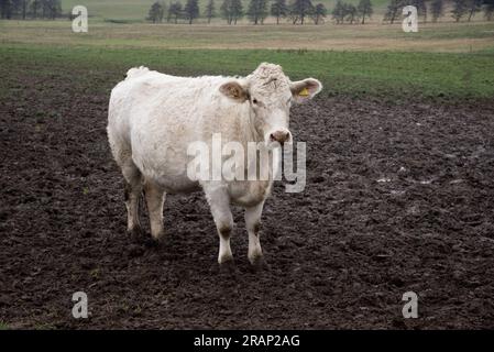 Mucche al pascolo in morene terminali dell'era glaciale nella contea di Uckermark nella Germania nord-orientale vicino a Briesen. Foto Stock