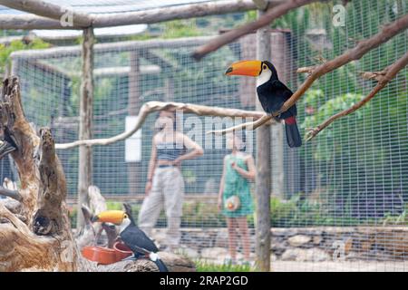 Mini zoo Madeira World of Birds, isola di Madeira Foto Stock