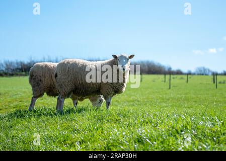 Pecore che pascolano in un lussureggiante campo verde Foto Stock