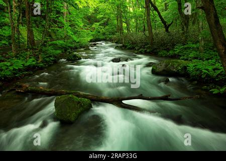 Colori verdi estivi del fiume Oirase, situato a Towada, Aomori, Giappone Foto Stock