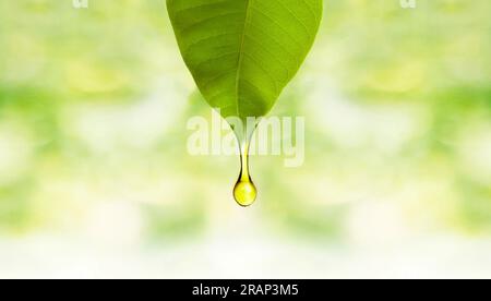 Foglia verde fresca con goccia d'olio - goccia di olio essenziale da foglia fresca. #Oil-drop #Leaf #Essential-oil Foto Stock