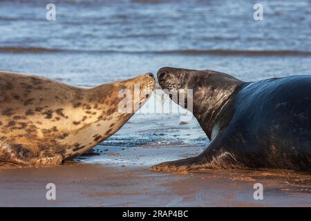 Grey Seal, Halichoerus grypus, uomini adulti e donne adulte che combattono sulla spiaggia, Winterton, Norfolk, Regno Unito Foto Stock